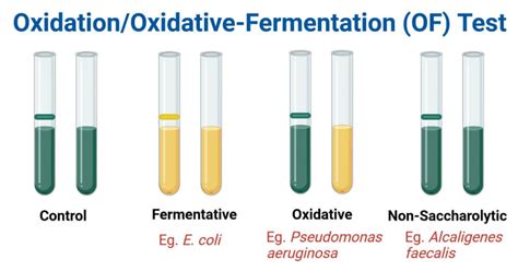 oxidation fermentation test|Oxidative.